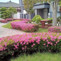 サンビレッジよし乃　植栽